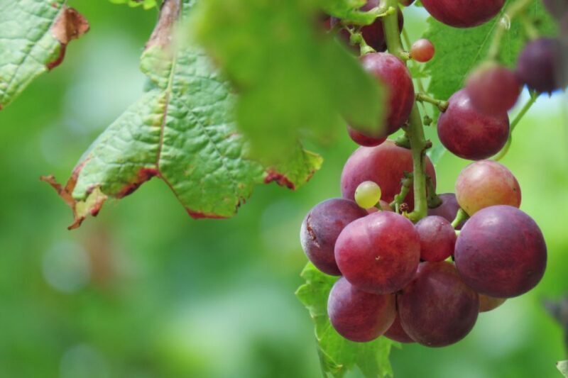 Madeira: Wine & Tapas, Cabo Girão Skywalk 4x4 Jeep Adventure - The Sum Up