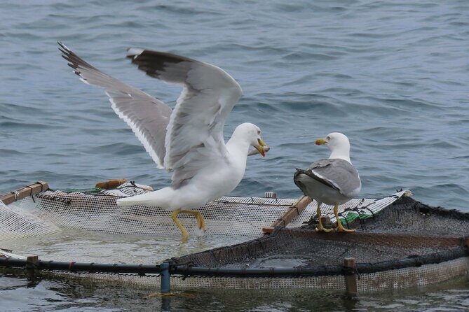 Madeira's Majestic South Coastal Wonders - Who Should Consider This Tour?