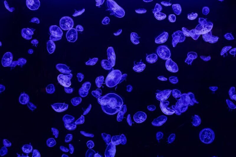 Madrid: Atlantis Aquarium Entry Ticket - Final Thoughts