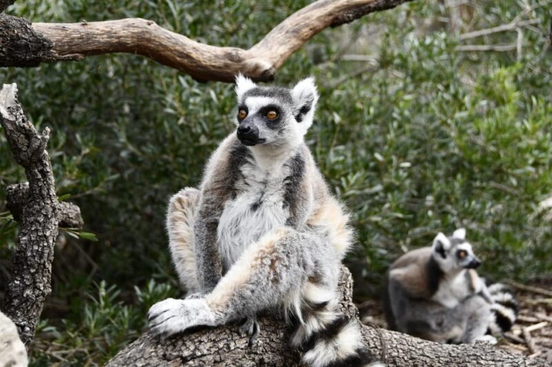 Madrid: Faunia Entry Ticket - What You Can Expect at Faunia Madrid: A Deep Dive