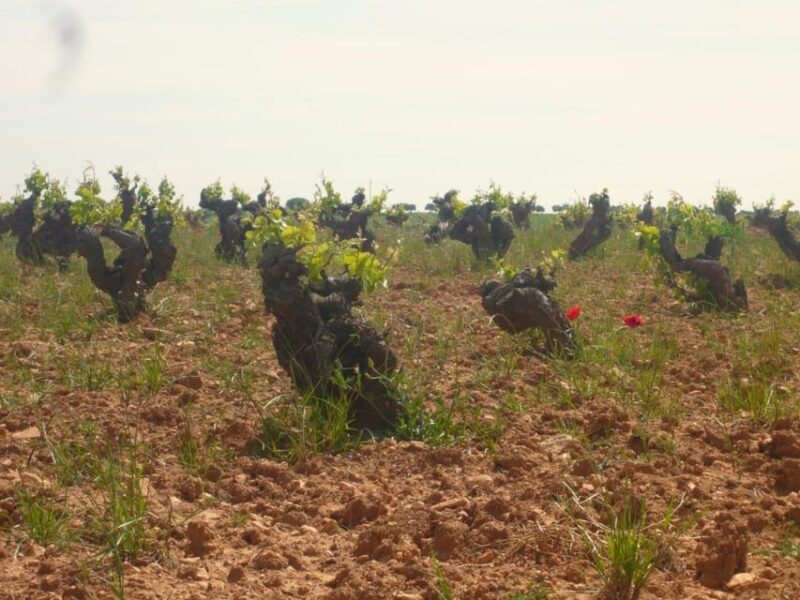 Madrid: Regional Madrid Wineries Guided Tour and Tastings - Key Points