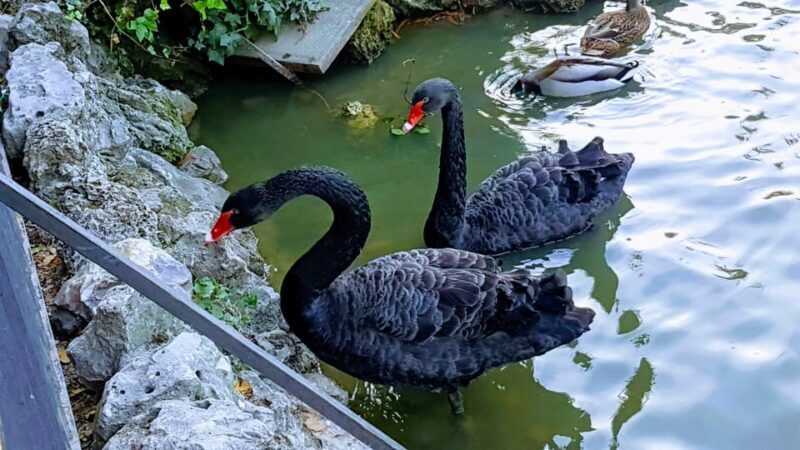 Madrid: Retiro Park Guided Tour with a Photographer - A Detailed Look at the Tour