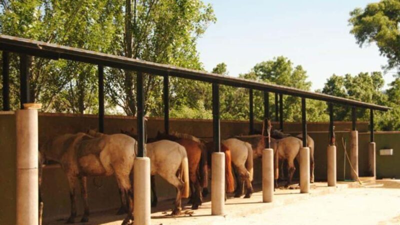 Madrid: Sierra de Guadarrama Horseback Riding Experience - What to Expect from the Horseback Riding Tour