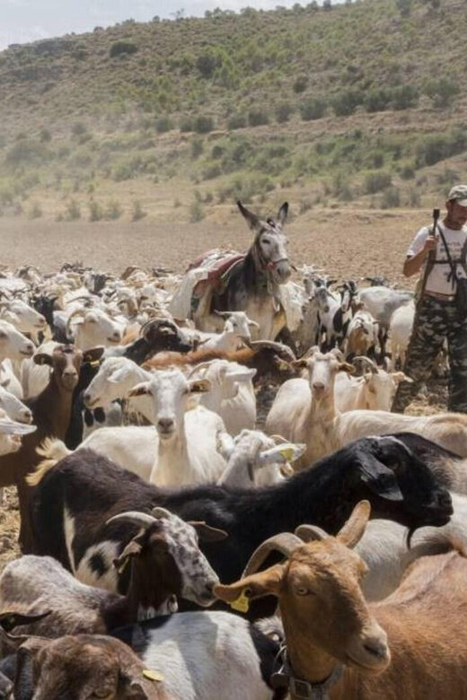 Madrid: Unspoiled Spain for Foodies & Nature s - Final Thoughts