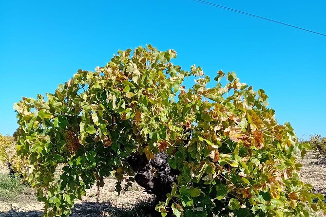 Madrid Wine Tour: Visit Two Wineries with Tastings - The Itinerary in Detail