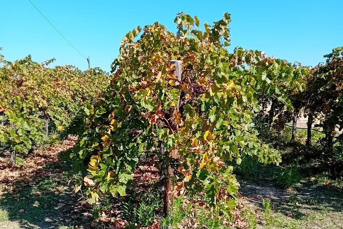 Madrid Wine Tour: Visit Two Wineries with Tastings - What Makes This Tour Stand Out?