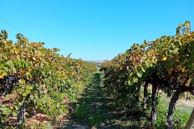 Madrid Wine Tour: Visit Two Wineries with Tastings - Final Thoughts