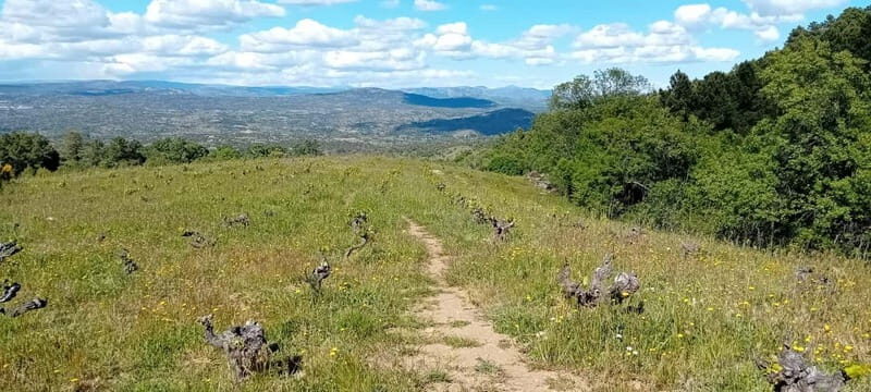 Madrid Winery Tour: Visit & Tasting With Sommelier Guide - Key Points