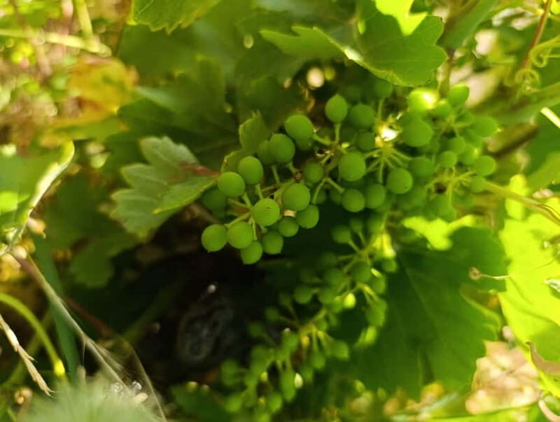 Madrid Winery Tour: Visit & Tasting With Sommelier Guide - Who Is This Tour Best For?