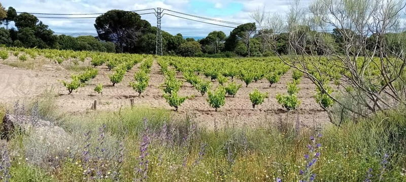 Madrid Winery Tour: Visit & Tasting With Sommelier Guide - FAQs