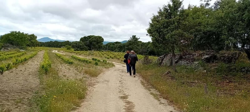 Madrid Winery Tour: Visit & Tasting With Sommelier Guide - Final Thoughts