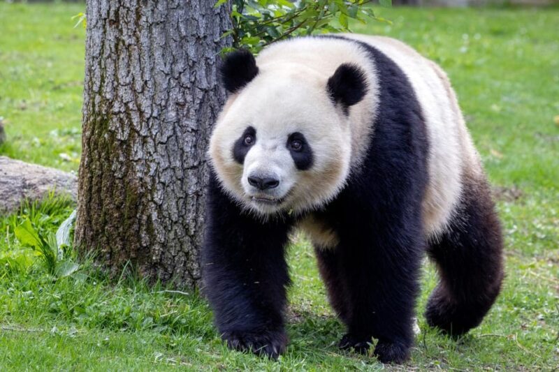 Madrid: Zoo Aquarium Madrid Ticket - What’s Inside the Zoo Aquarium Madrid?