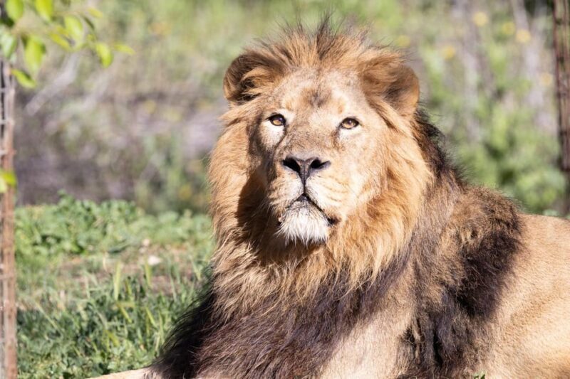 Madrid: Zoo Aquarium Madrid Ticket - Cost and Value