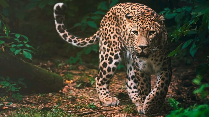 Madrid: Zoo Aquarium Madrid Ticket - Who Should Consider Visiting?