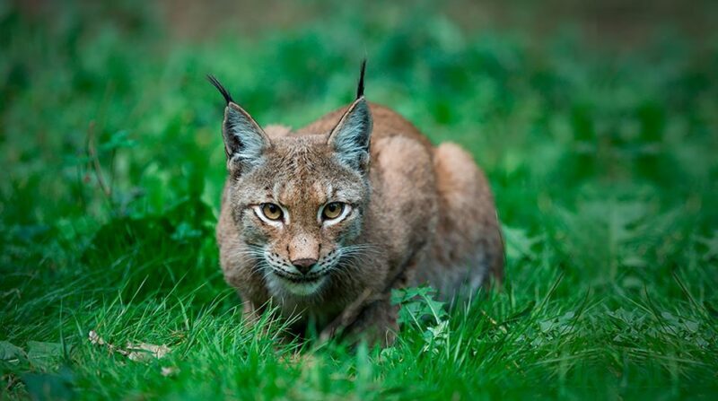 Madrid: Zoo Aquarium Madrid Ticket - Final Thoughts