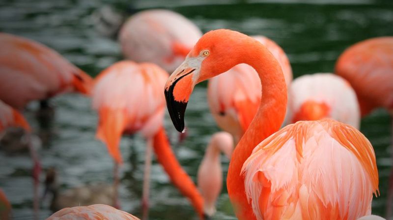 Madrid: Zoo Aquarium Madrid Ticket - Big Names You’ll Probably Want to Prioritize