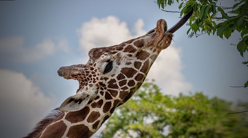 Madrid: Zoo Aquarium Madrid Ticket - Tierra de Gorilas: VR That Changes the Tempo
