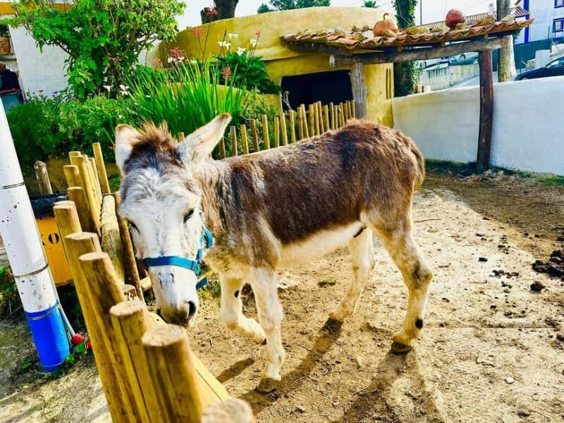 Mafra Legacy to a Traditional Village & Surfers Paradise - The Practicalities: What’s Included and What’s Not