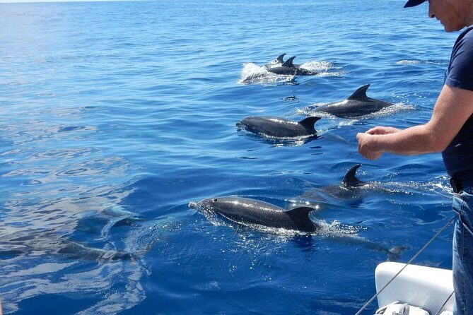 Magic Dolphin Celebrity - Key Points