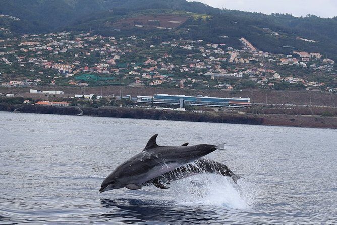 Magic Dolphin Celebrity - Who Should Consider This Tour?