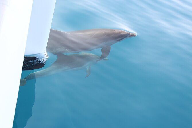 Magic Dolphin Celebrity - Final Thoughts