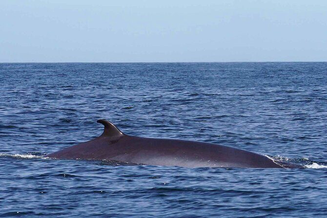 Magic Dolphin Sea Safaris - What Makes This Tour Stand Out