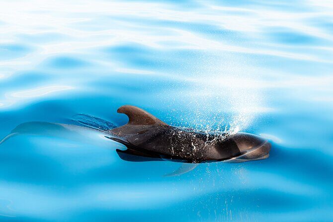 Magic Dolphin Sea Safaris - Seeing the Marine Life