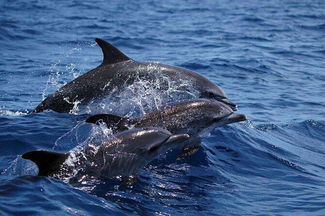 Magic Dolphin Sea Safaris - Value for Money