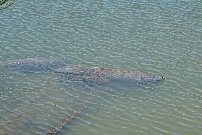 Magic of Nature Guided Kayak Eco Tour - FAQ