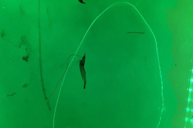 Magical Nite Glow Kayak Tour - Final thoughts