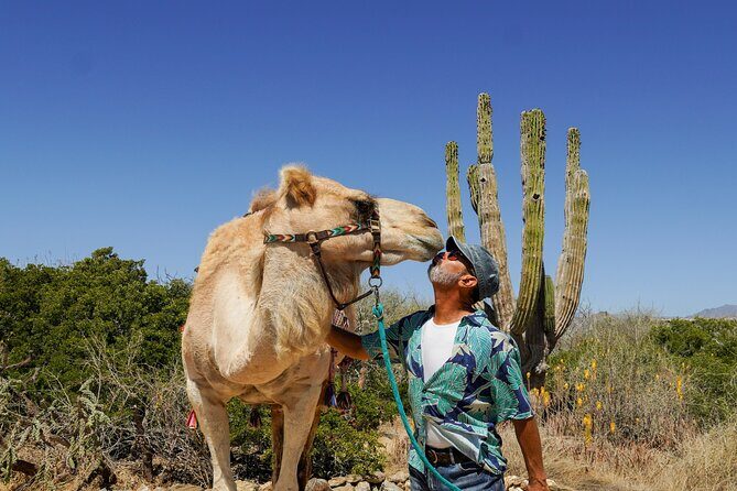 Magical Todos Santos Tour, Camel ranch, Lunch & Tequila - Key Points