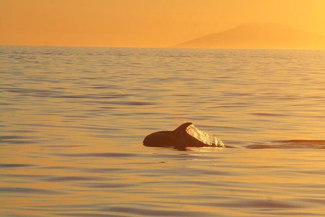 Magical Whales in the Midnight Sun | from Reykjavik - What to Expect on the Midnight Sun Whale-Watching Tour