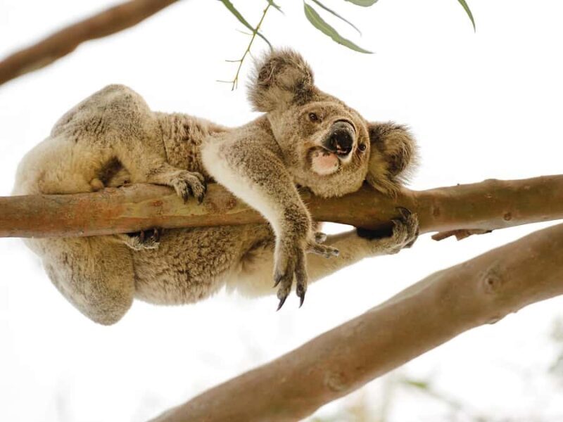 Magnetic Island: West Coast Eco Adventure Bus Tour - Practical Details and What You Need to Know