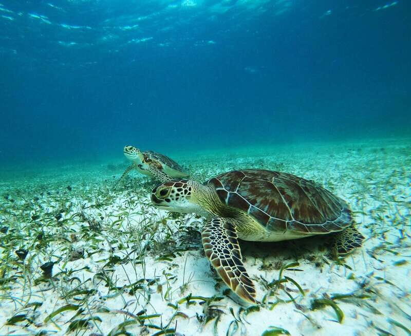 Mahahual: Snorkel Tour in Reef Lagoon - Key Points