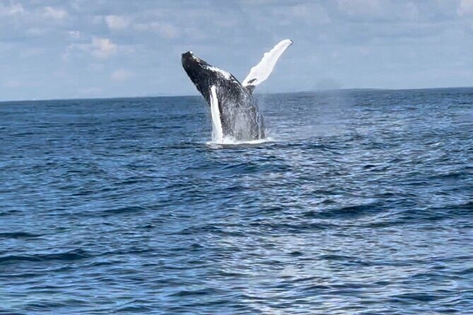 Maine Whale Watching Tour in Portland - Frequently Asked Questions