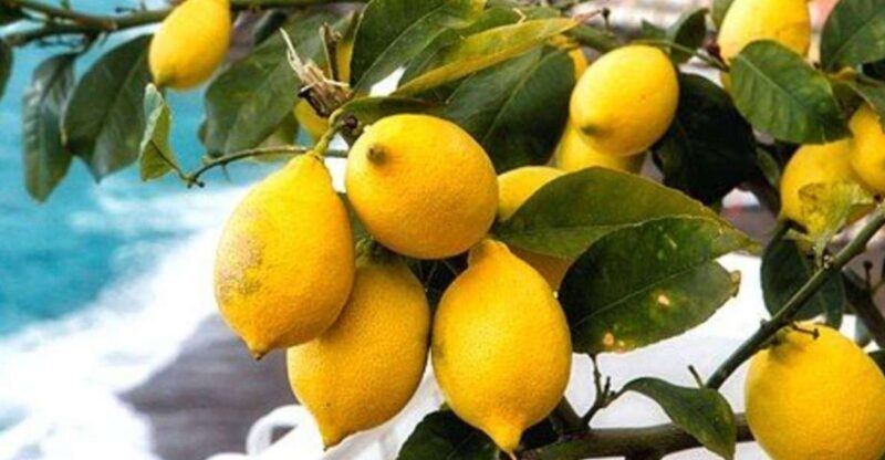 Maiori: Amalfi Coast Path of Lemons Day Trip with Tastings - The Value of the Tour
