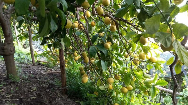 Maiori: Hiking Tour to A Lemon Farm with Lemon Tastings - FAQ