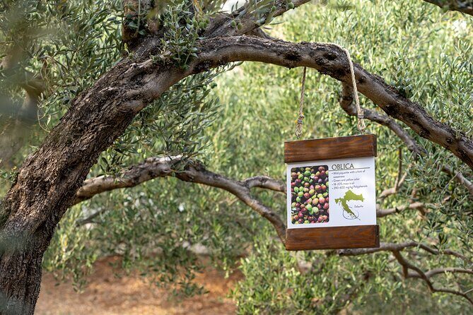 Makarska Tuk Tuk Tour Olive Grove, Scenic Views and Tastings - Final Thoughts