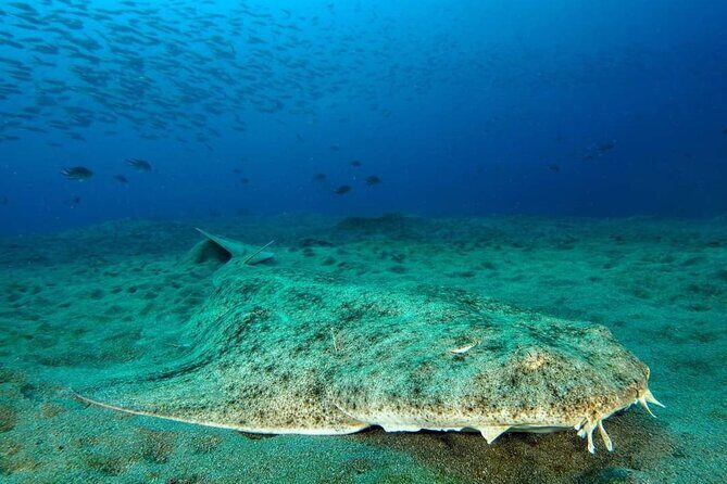 Make a private Try Dive, for your first Scuba experience! - Reviews and Real Experiences