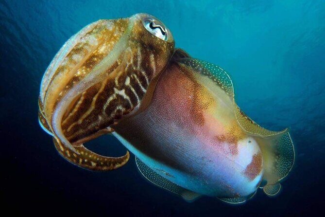 Make a private Try Dive, for your first Scuba experience! - Who Should Consider This Experience?