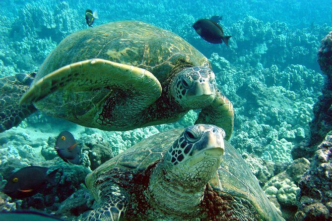 Makena Turtle Town Eco Adventure in Maui - The Experience of the Guides
