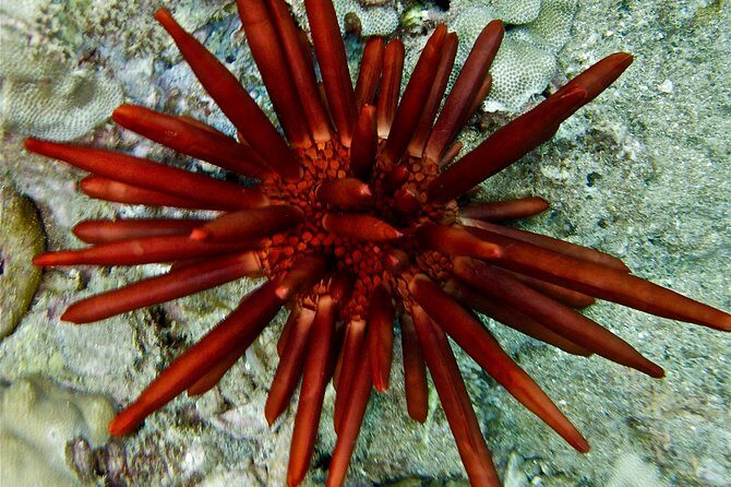 Makena-Wailea Explorer Trip in Maui - FAQs