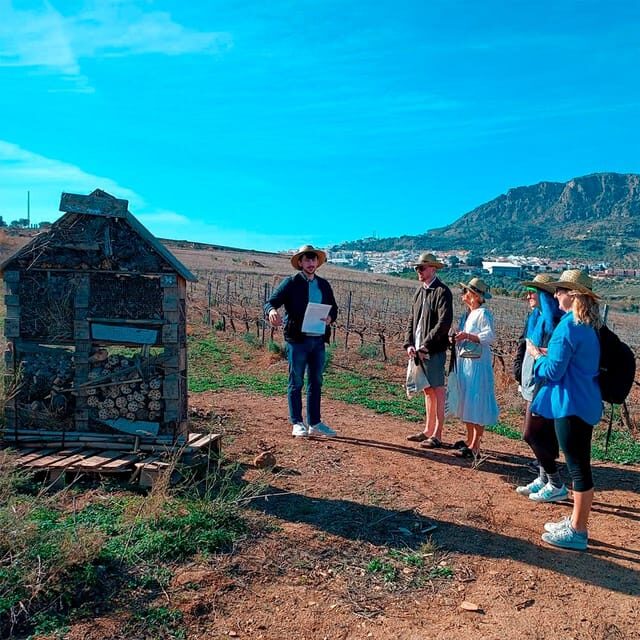 Malaga: White Village, Vineyard, and Wine Tasting Wine Tour - The Starting Point and Transportation