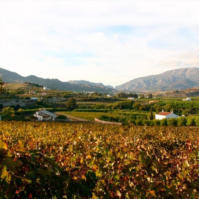 Malaga: White Village, Vineyard, and Wine Tasting Wine Tour - Scenic Views and Photo Stops