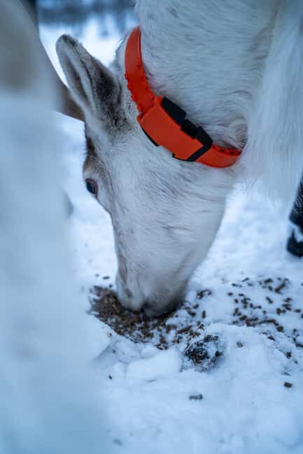 Malangen Sami Camp and Reindeer Experience with Lunch - What to Expect from the Experience