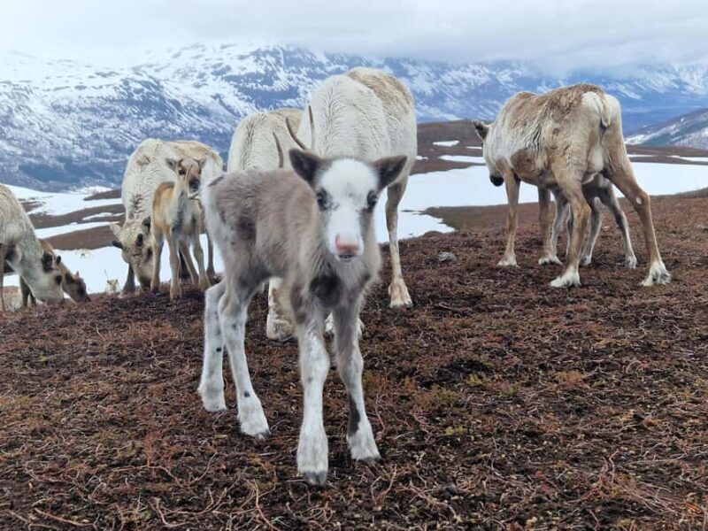 Malangen Sami Camp and Reindeer Experience with Lunch - Who Will Love This Tour?