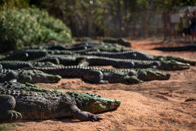 Malcolm Douglas Crocodile Park Tour Including Transportation - Key Points