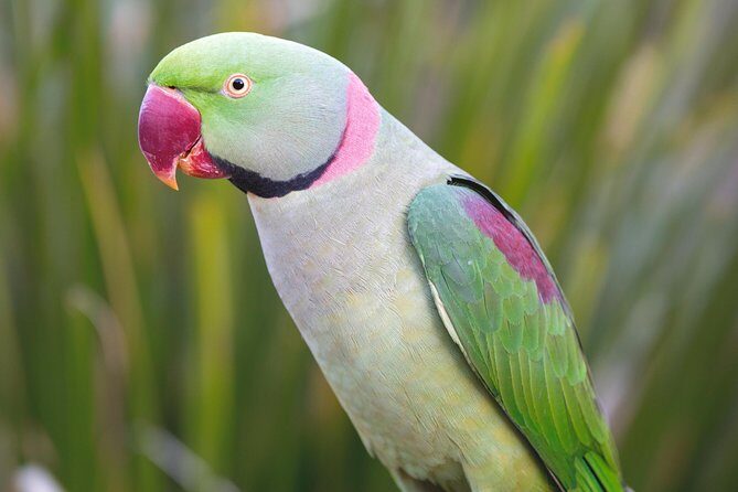 Maleny Botanic Gardens Bird Aviary Experience Ticket - The Value of the Experience