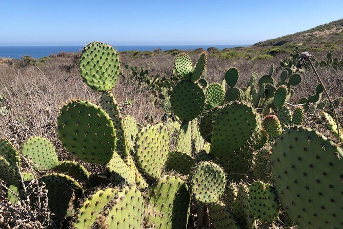 Malibu Beach Surf Tour in a Vintage VW Van - Final Thoughts