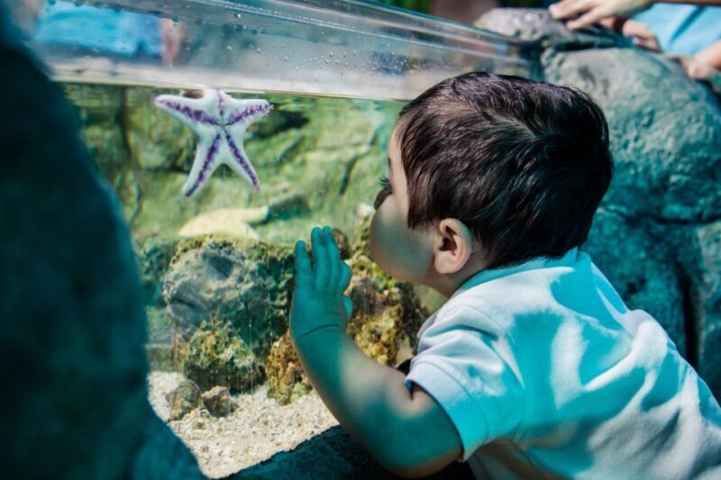 Mall of America: Sea Life Minnesota Aquarium Entry Ticket - Pricing and Value for Money